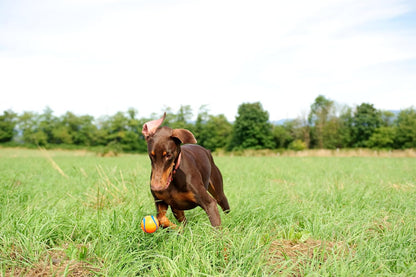 Chuckit! Dog Fetch Ball