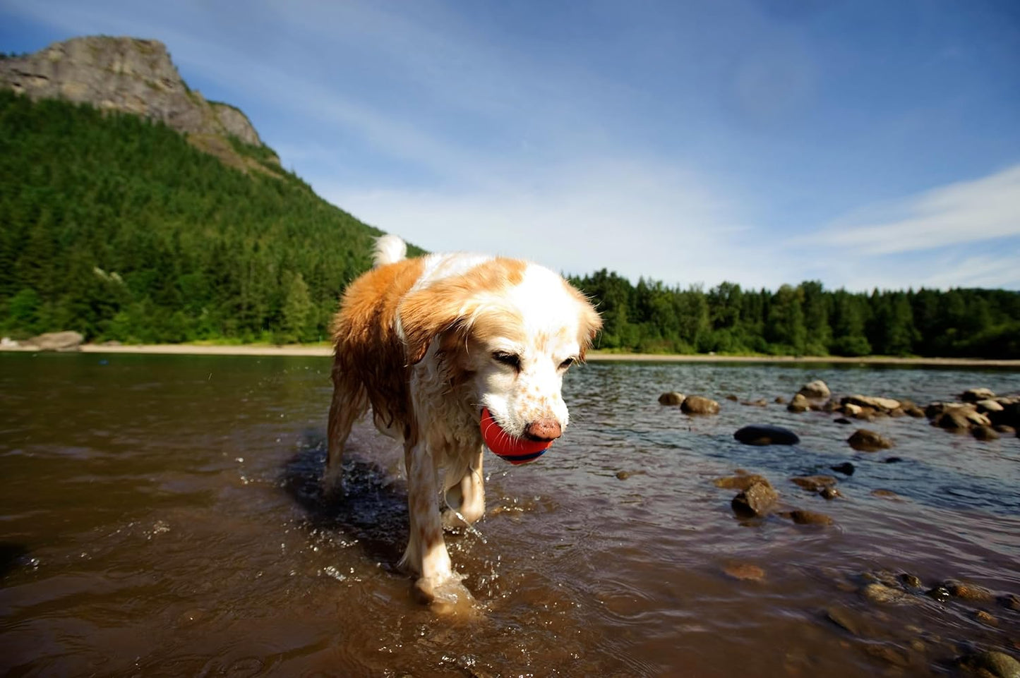 Chuckit! Dog Fetch Ball